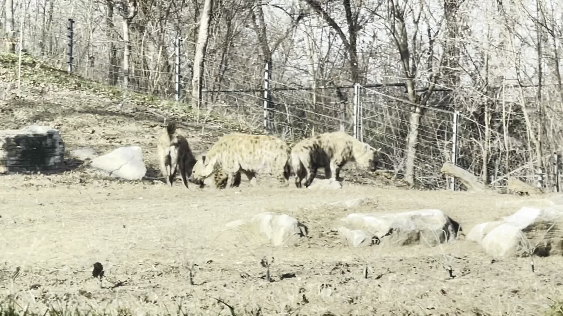 动物园里的鬣狗野狗野生动物视频的预览图
