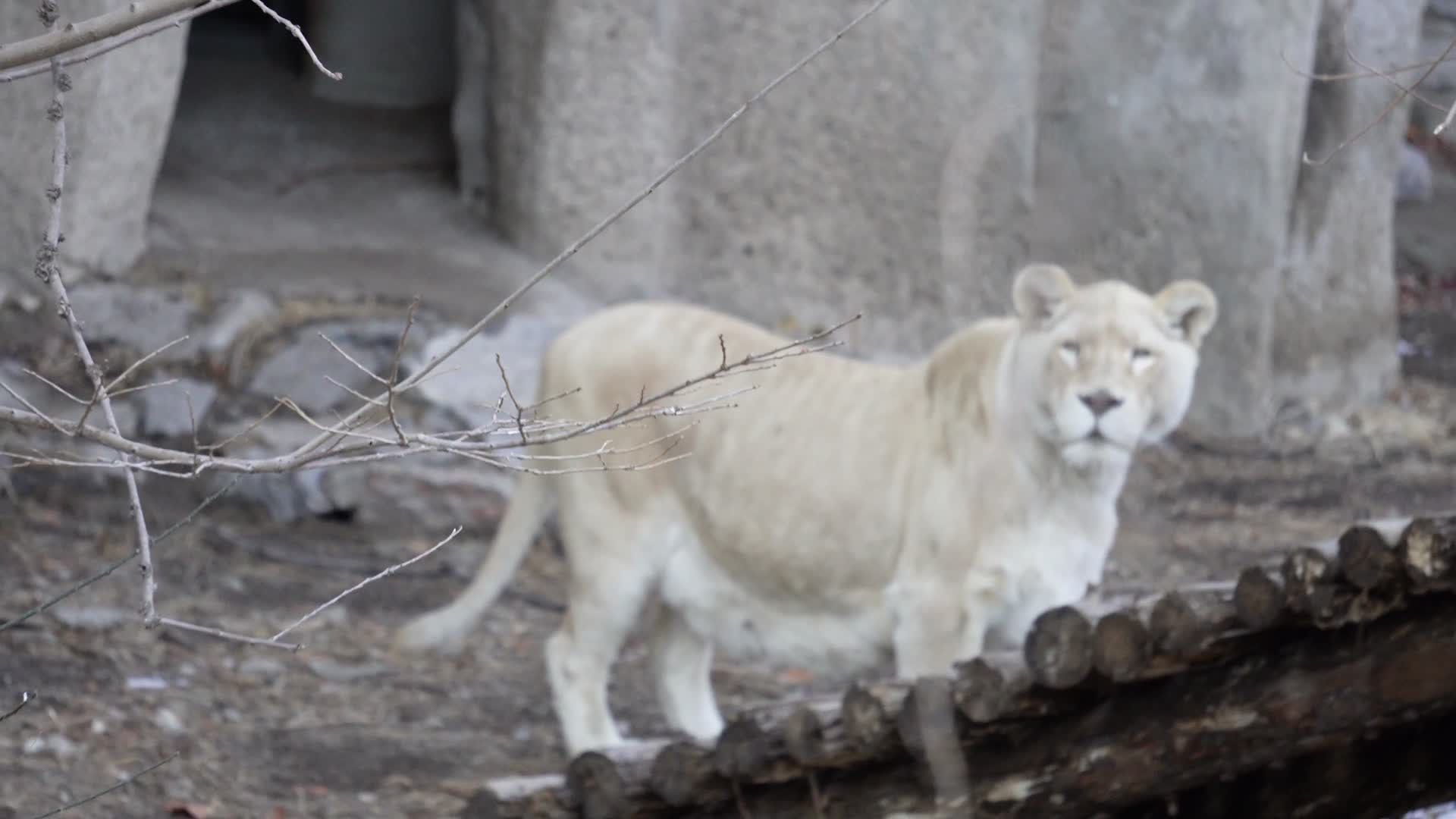 动物园里的鬣狗野狗野生动物视频的预览图