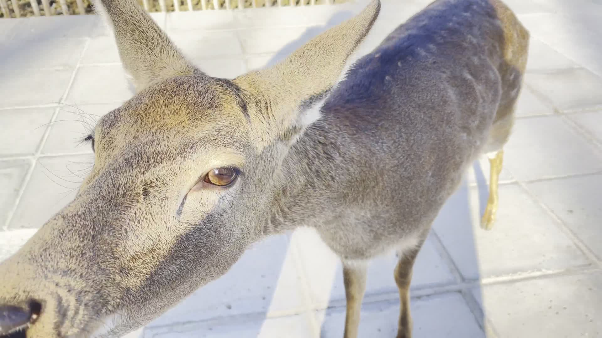 动物园日本投喂麋鹿梅花鹿视频的预览图