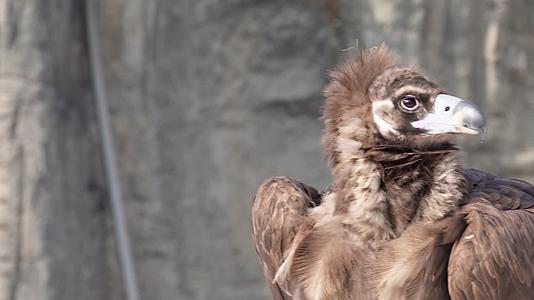 动物园野生动物秃鹫雄鹰视频的预览图