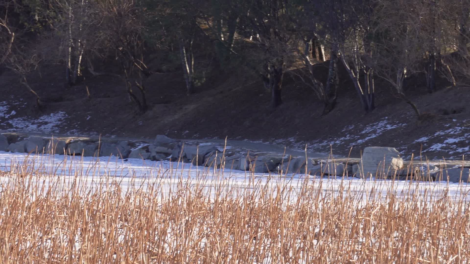 荷花池福海黑天鹅湖野鸭栖息地视频的预览图