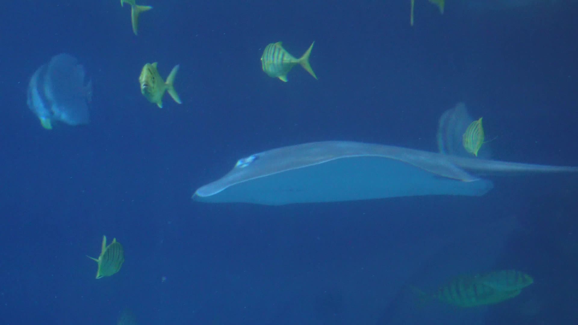 赤魟太平洋扁鲨深海鱼类视频的预览图
