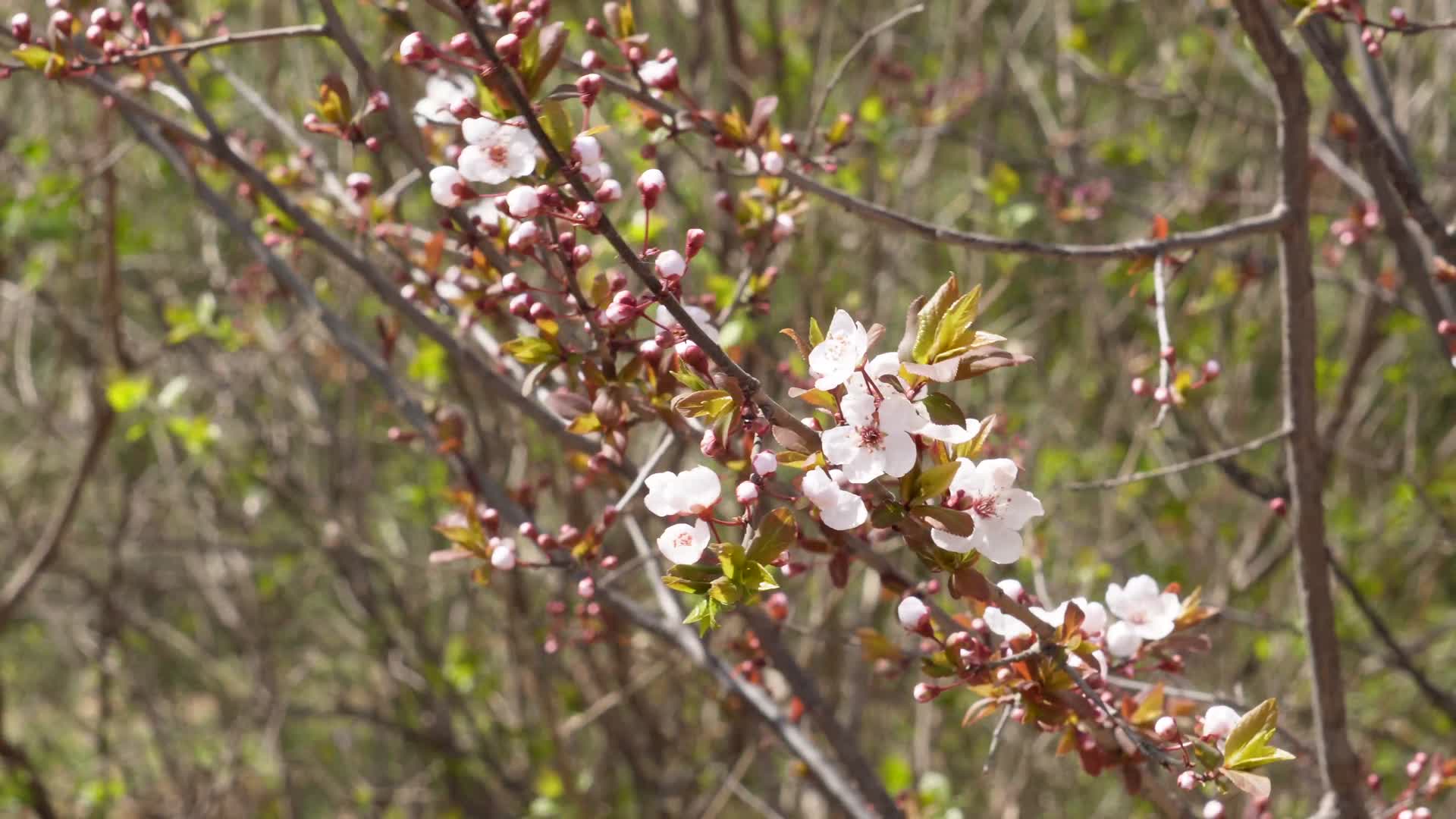 初春樱花桃花鲜花花卉植物视频的预览图