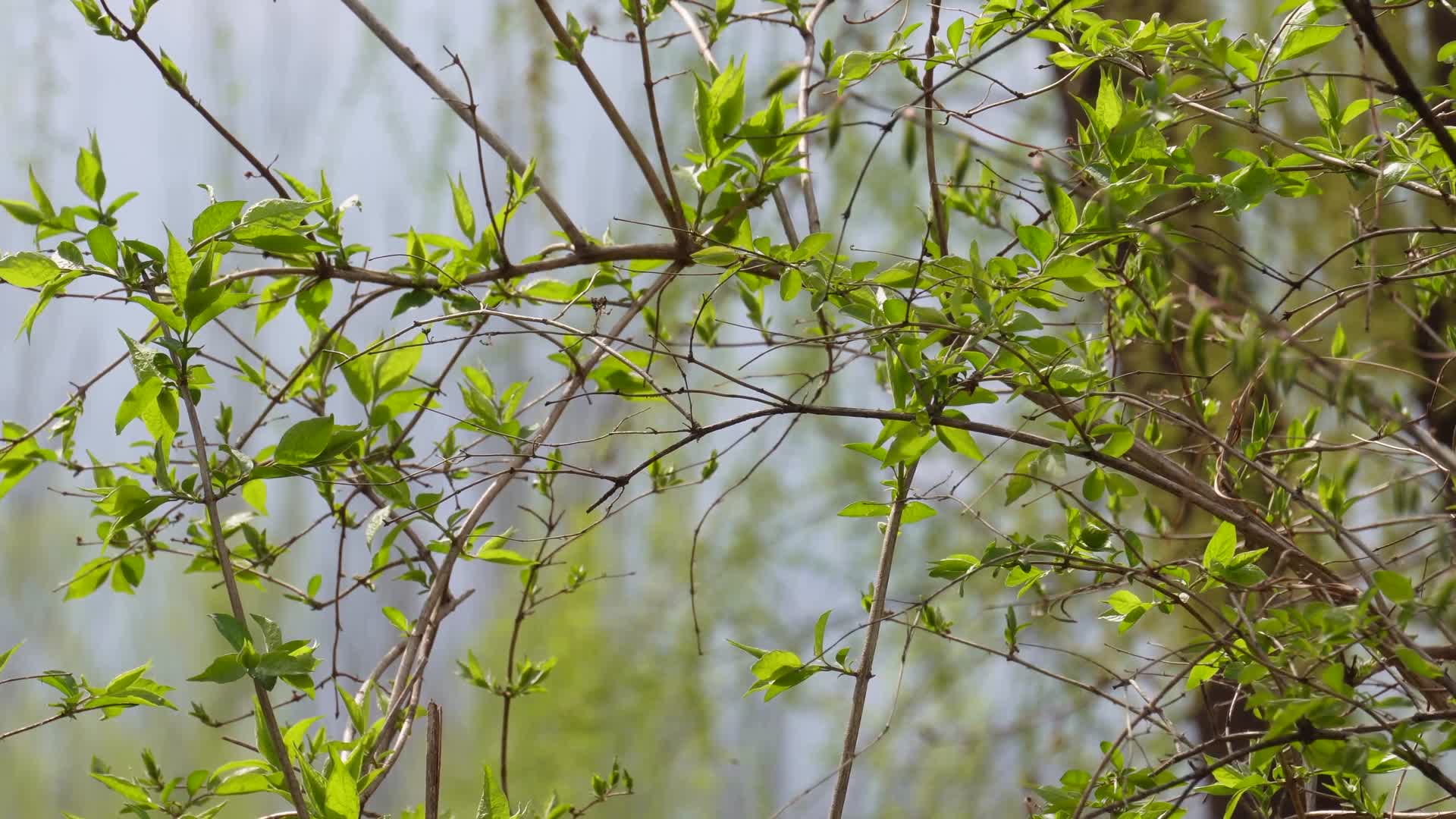 初春发芽的枝条嫩芽视频的预览图