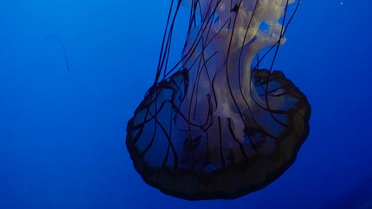 触手须子太平洋海刺水母深海生物视频的预览图