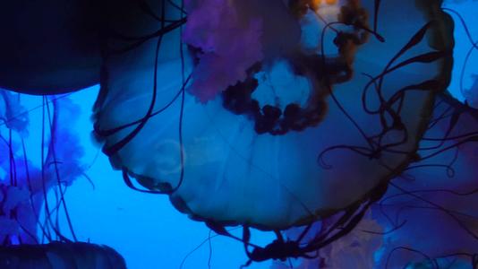 触手须子太平洋海刺水母深海生物视频的预览图