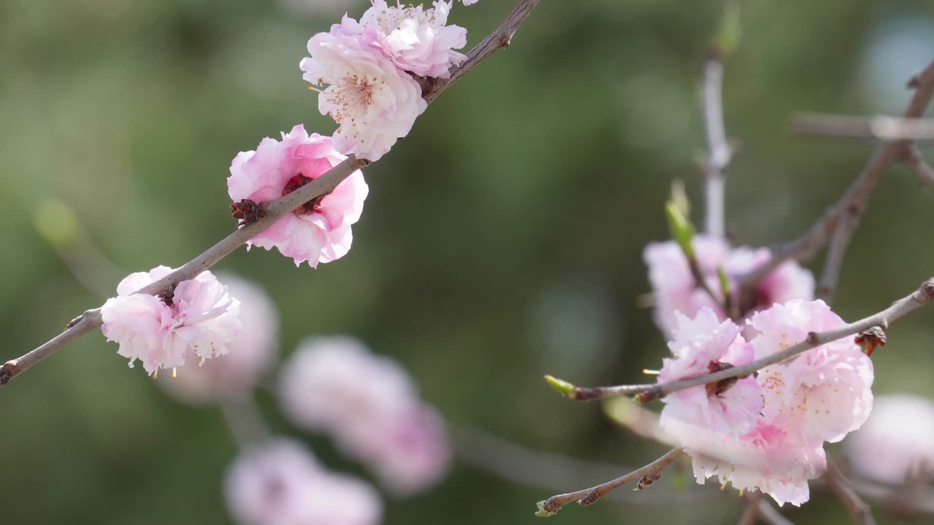 春季花朵鲜花粉色桃花视频的预览图