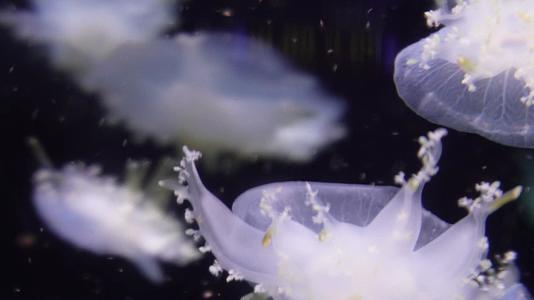倒立水母海洋生物浮游生物视频的预览图