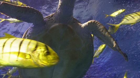 动物园海底世界巨型深海鱼类视频的预览图