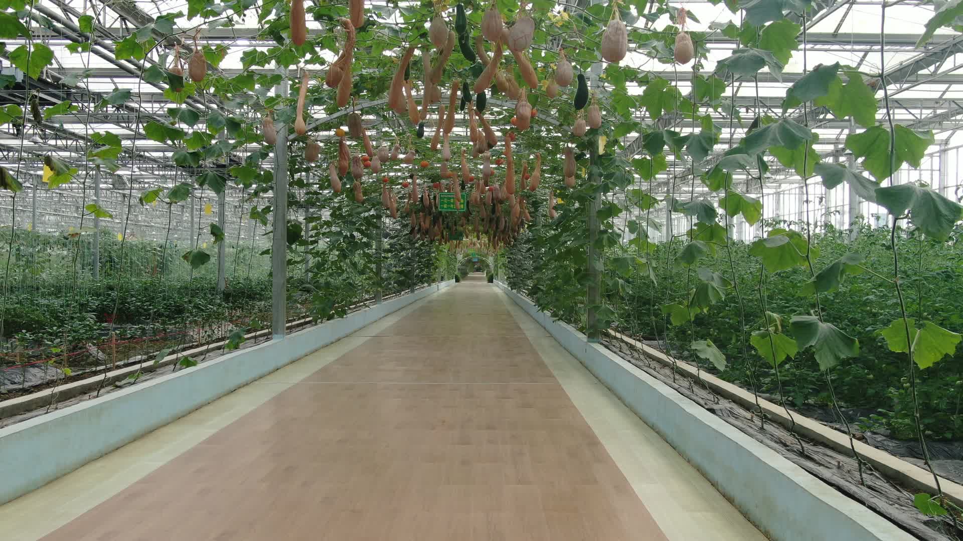 现代农业蔬菜种植基地绿色有机视频的预览图