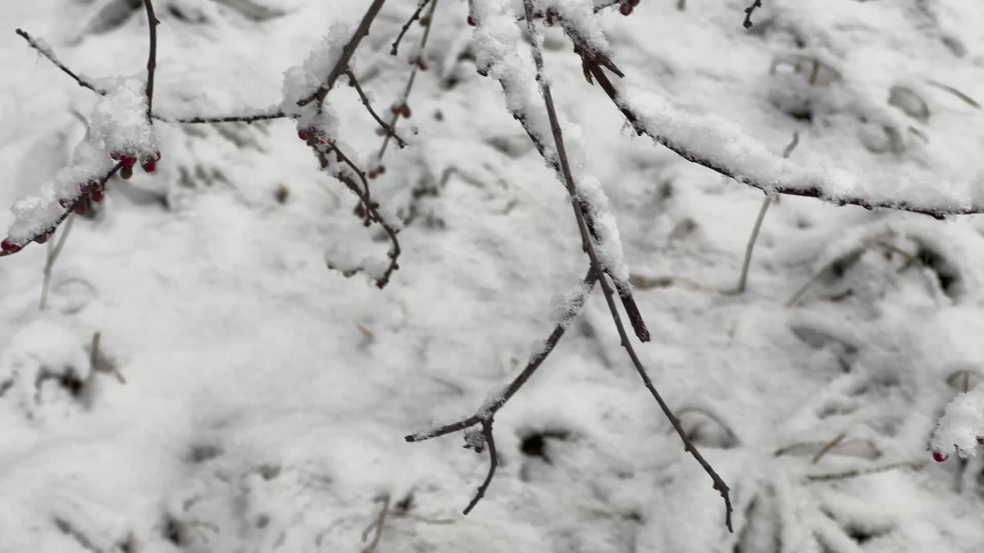 鹅毛大雪雪景树枝上的积雪视频的预览图