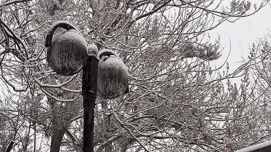 鹅毛大雪雪景树枝上的积雪视频的预览图