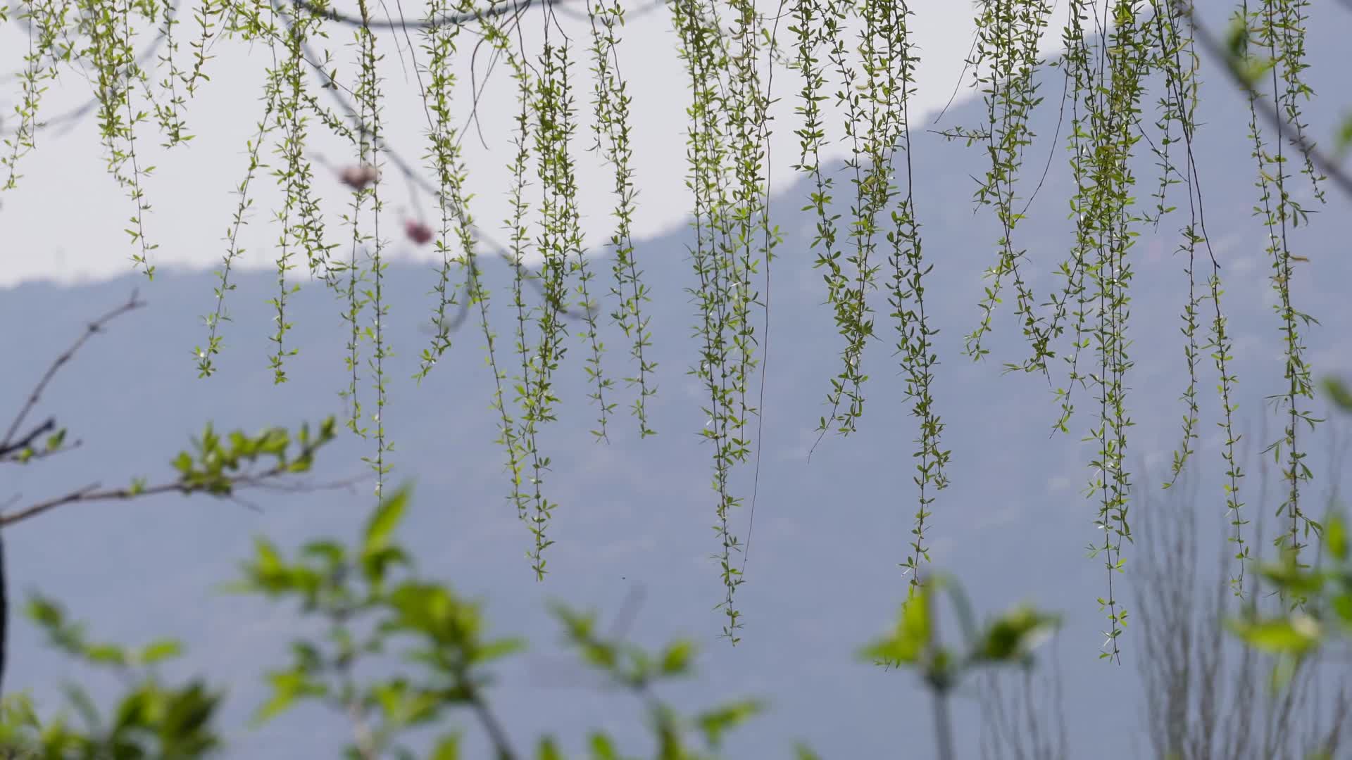 风中摇动的柳条柳树柳枝柳叶视频的预览图