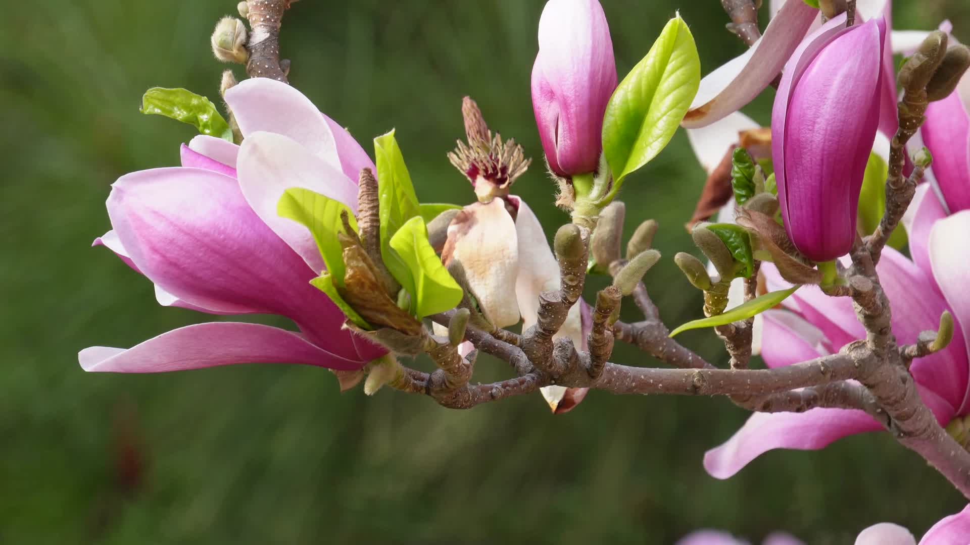 风中摇曳的粉红色玉兰花鲜花视频的预览图