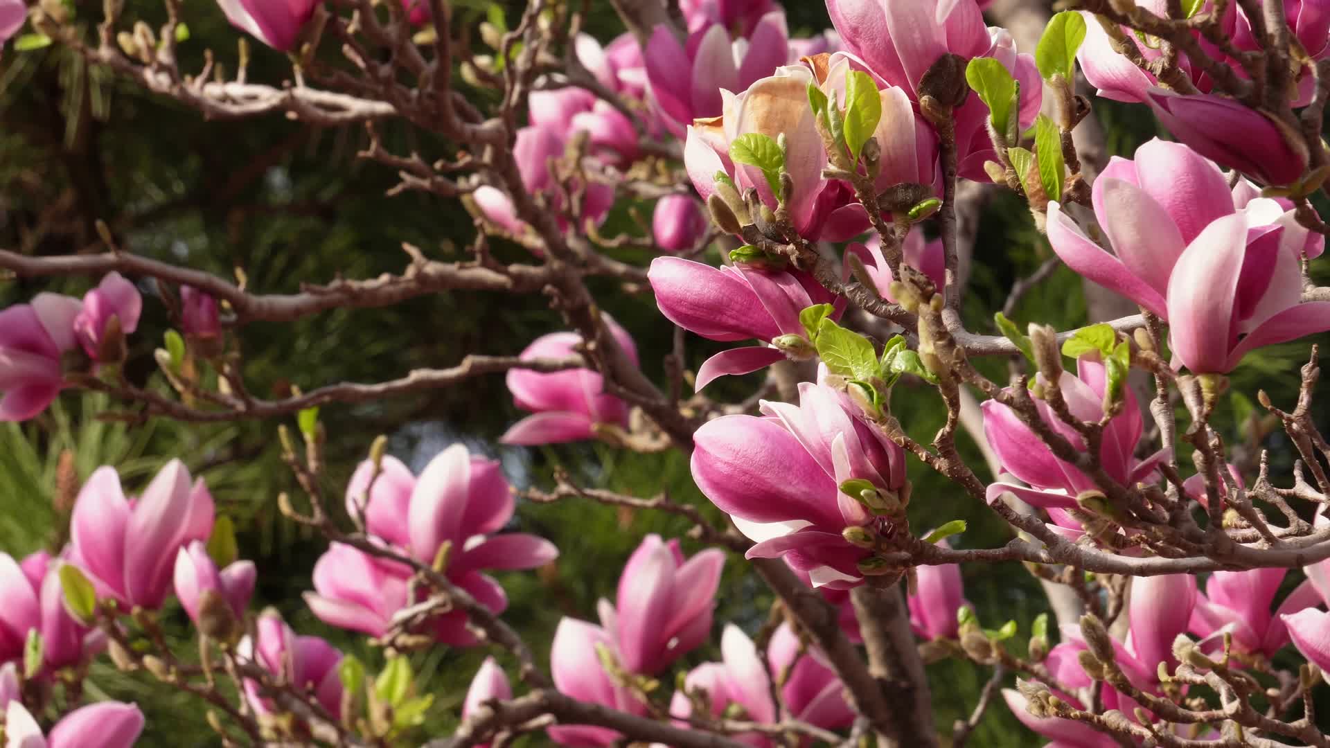 风中摇曳的粉红色玉兰花鲜花视频的预览图