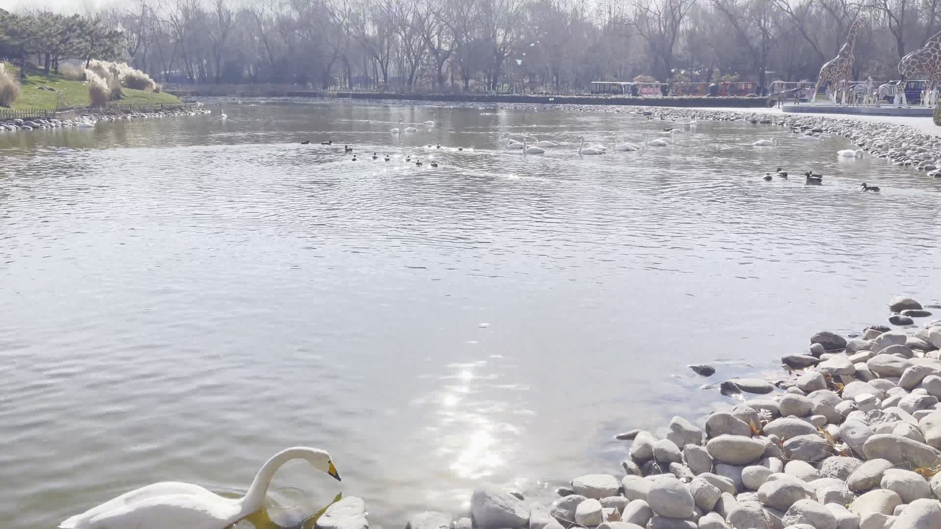 湖边芦苇丛中水禽湖喂鸭子灰鹤丹顶鹤视频的预览图