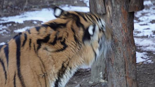 虎年老虎东北虎动物园野兽视频的预览图
