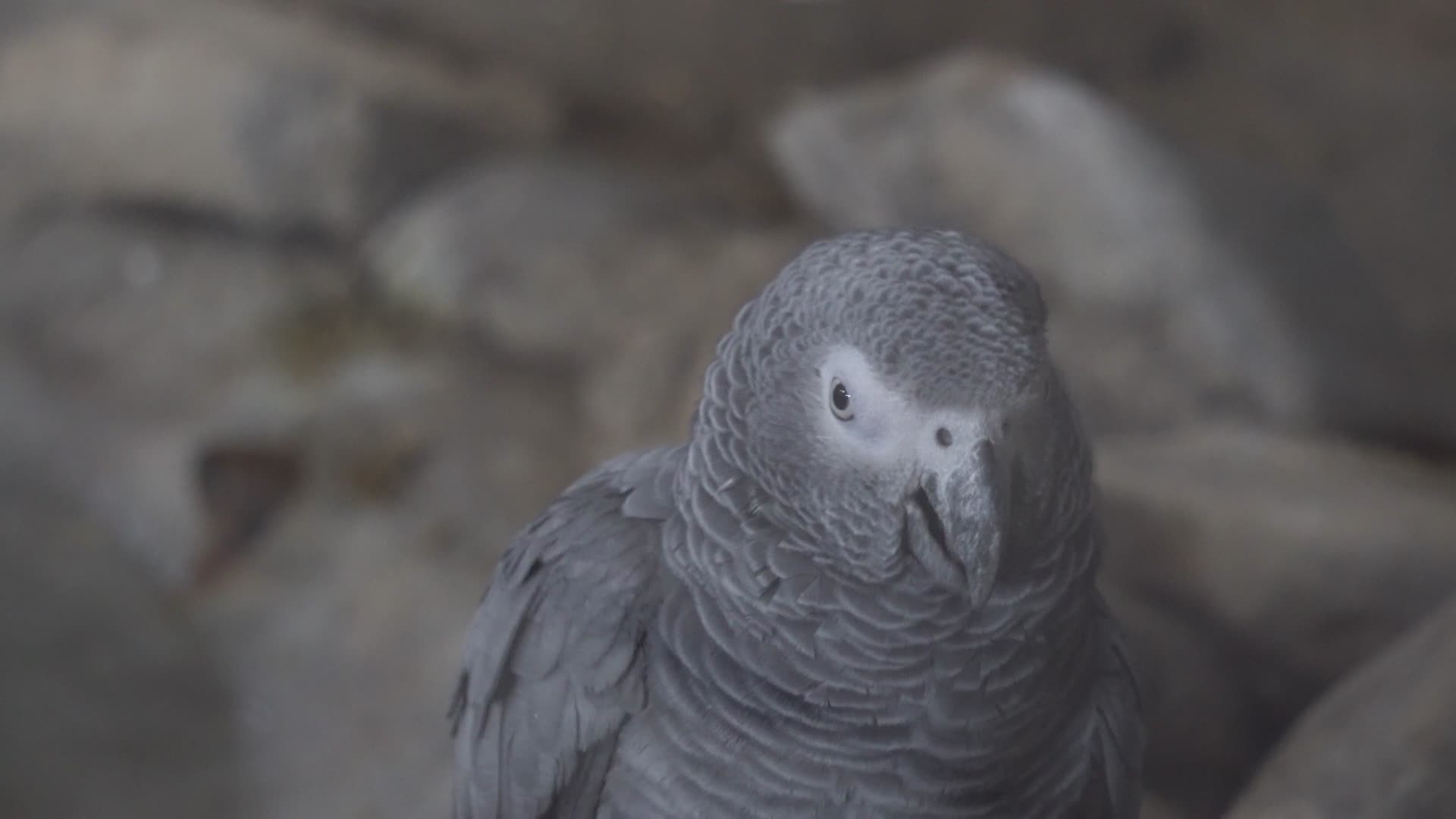 灰鹦鹉羽毛鸟喙鸟嘴眼睛保护动物视频的预览图