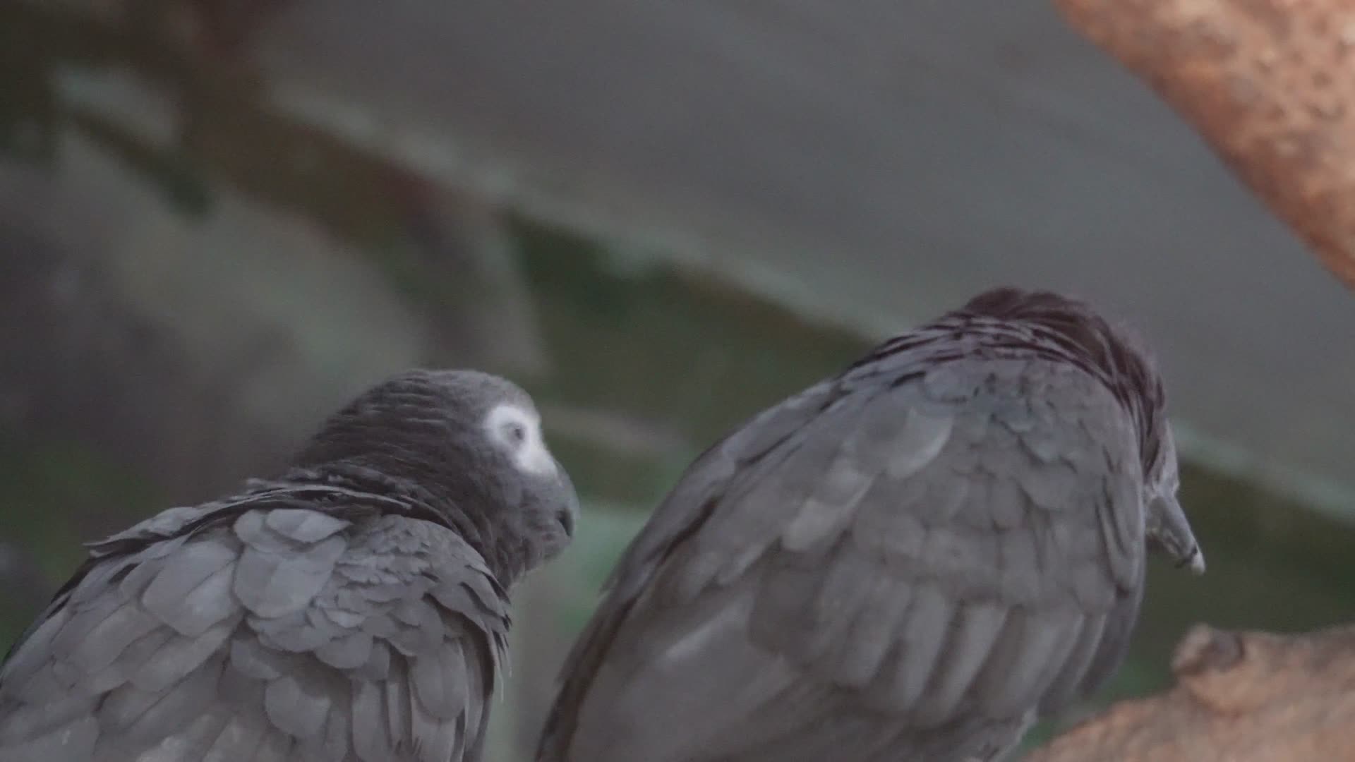 灰鹦鹉羽毛鸟喙鸟嘴眼睛保护动物视频的预览图