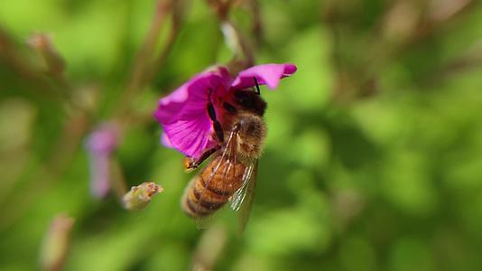 小蜜蜂采蜜微距摄影视频的预览图