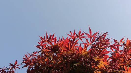 蓝天红色枫叶植物树叶视频的预览图