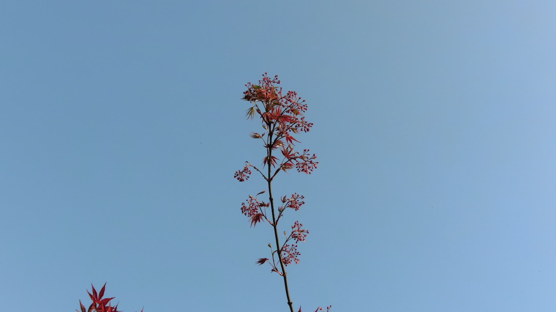 实拍红色枫叶树枝树叶植物视频的预览图