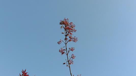 实拍红色枫叶树枝树叶植物视频的预览图