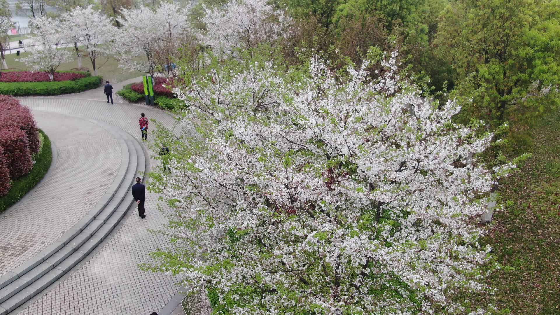 航拍春天梨花盛开植物视频的预览图