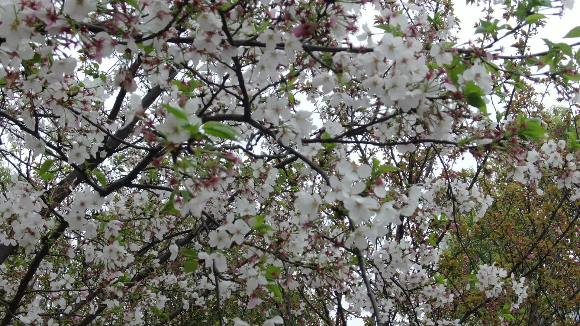 春天雪白梨花盛开植物鲜花视频的预览图