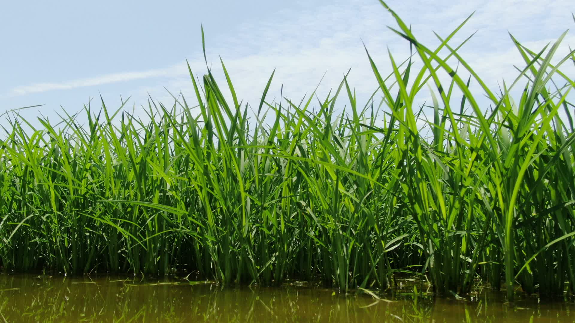 农业种植水稻幼苗秧苗视频的预览图