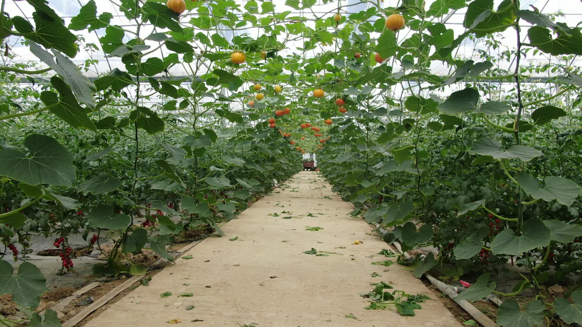 大棚绿色有机蔬菜种植农业视频的预览图