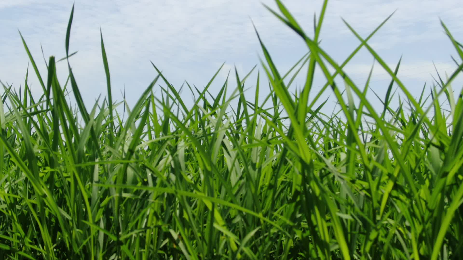 农业种植水稻幼苗秧苗视频的预览图