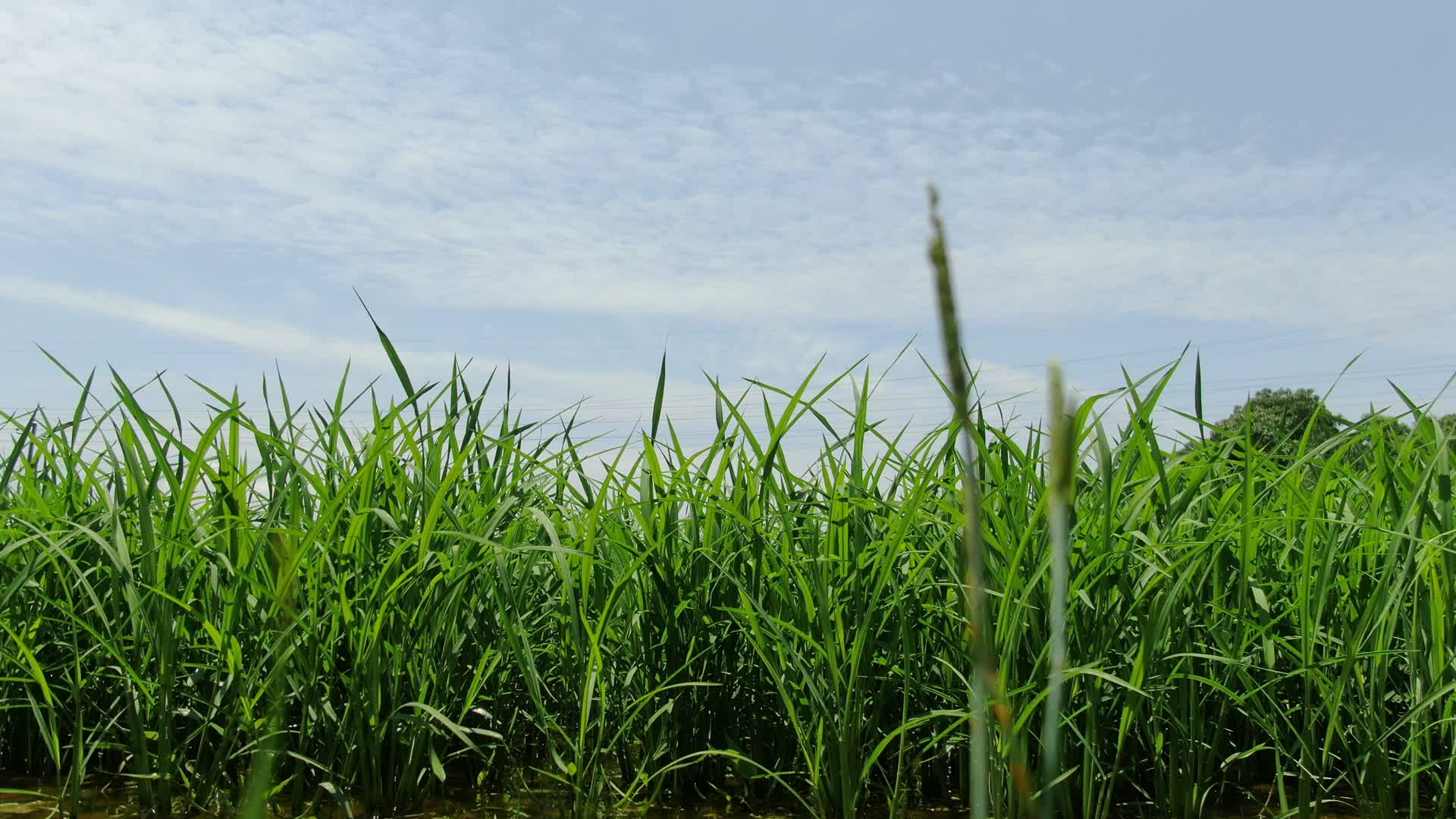 绿色农业种植水稻秧苗视频的预览图