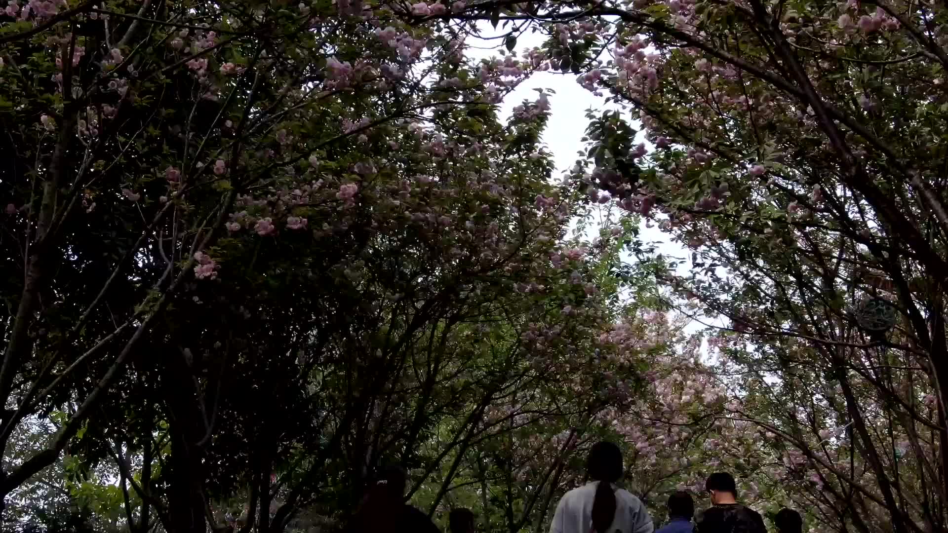 樱花小道樱花盛开视频的预览图