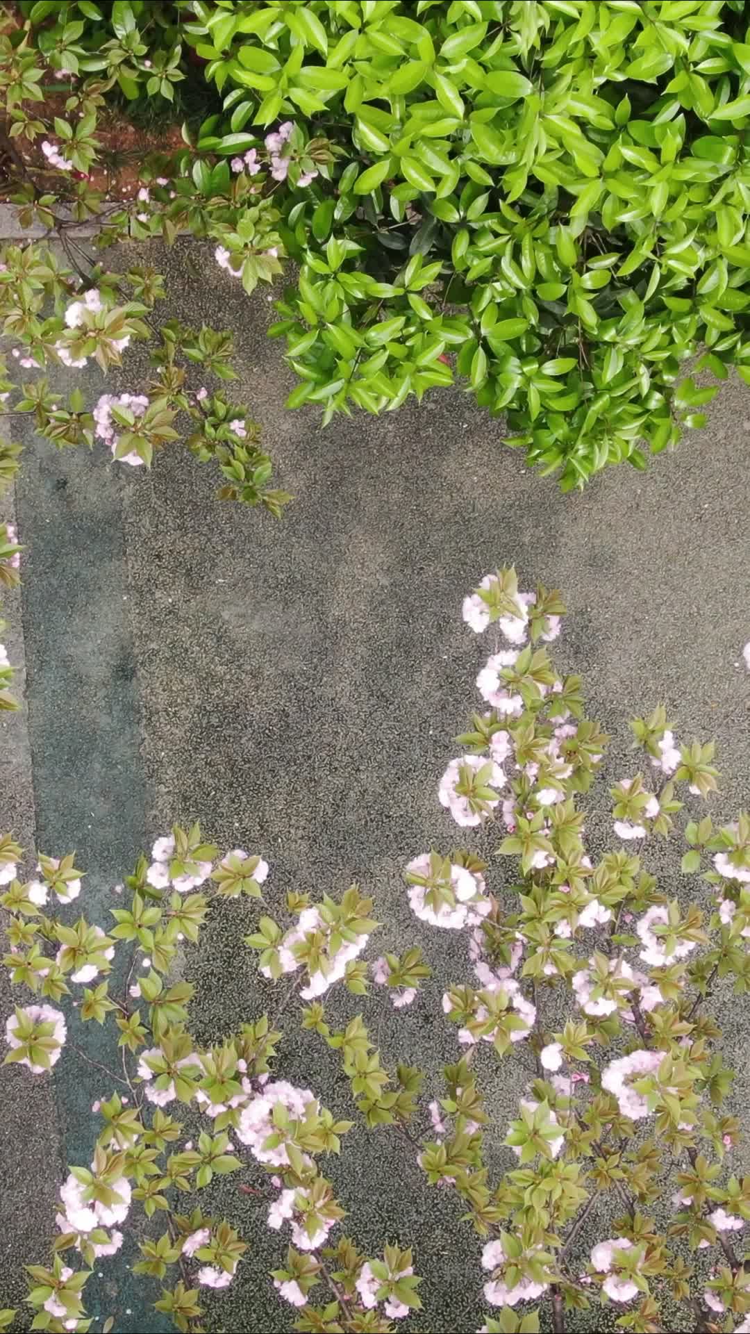 樱花小道樱花盛开视频的预览图