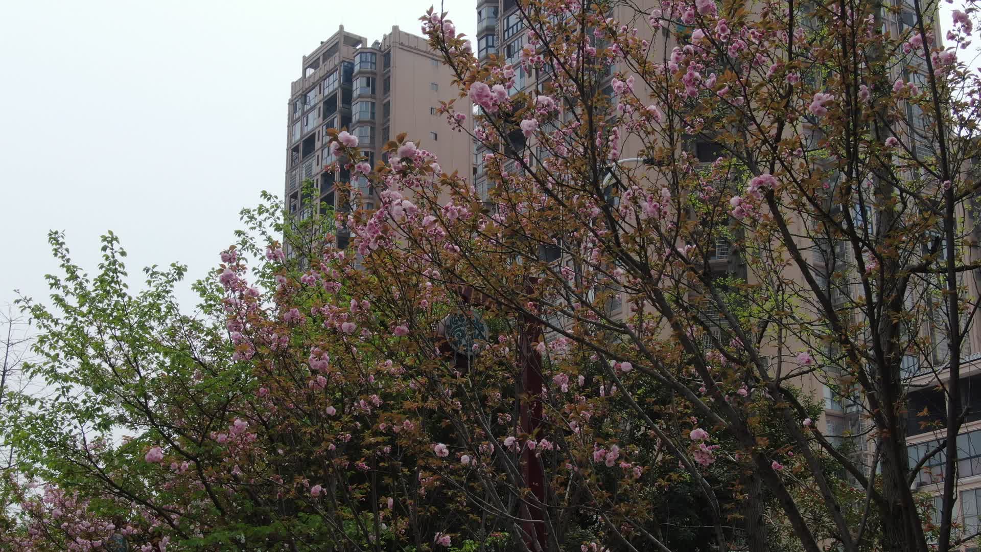 大自然樱花盛开植物视频的预览图