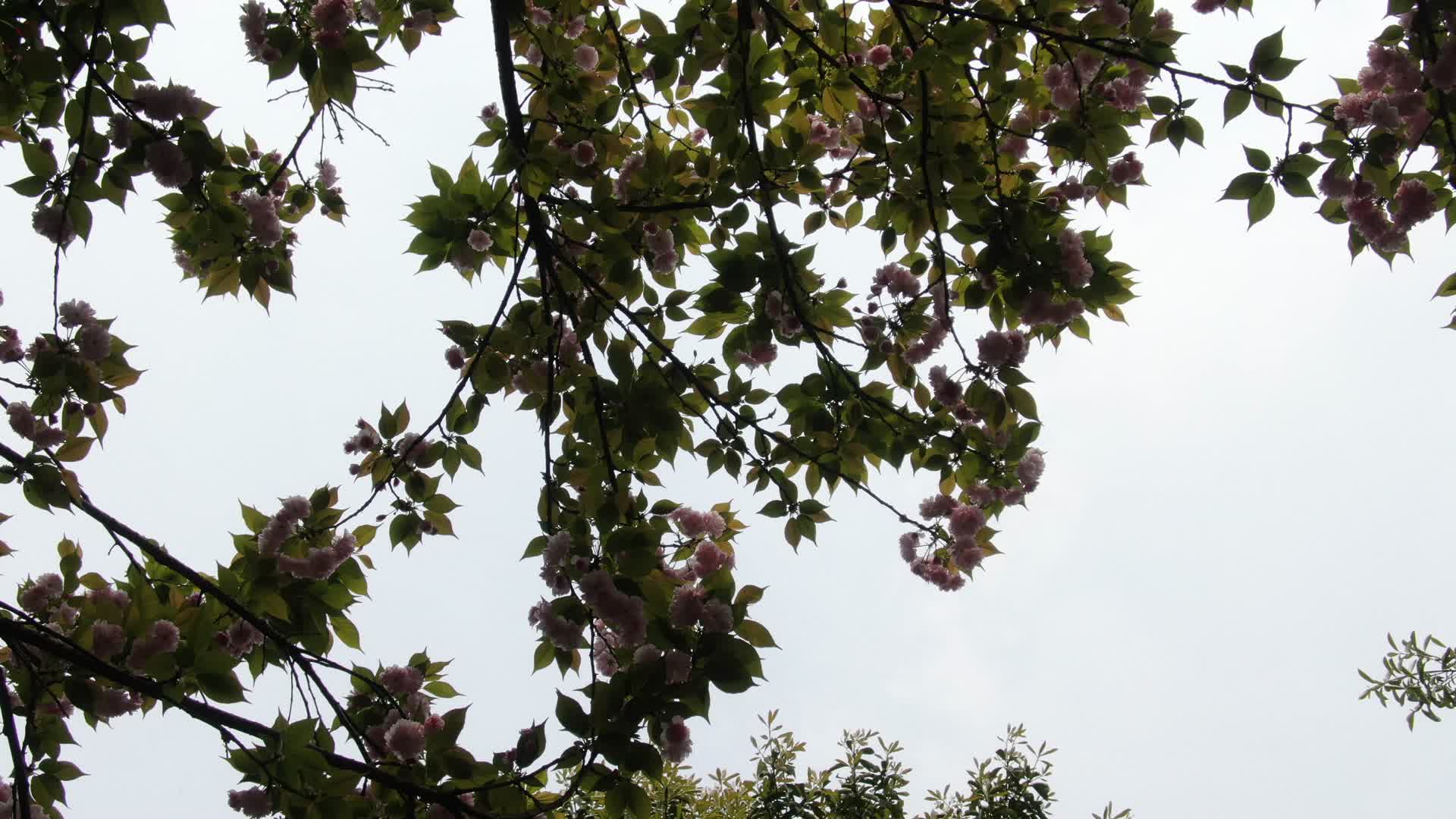 大自然樱花盛开植物视频的预览图