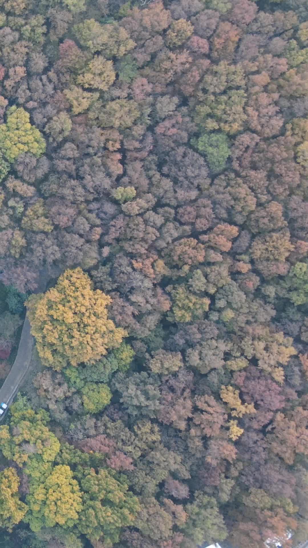 秋天枯黄枫叶植物竖屏航拍视频的预览图