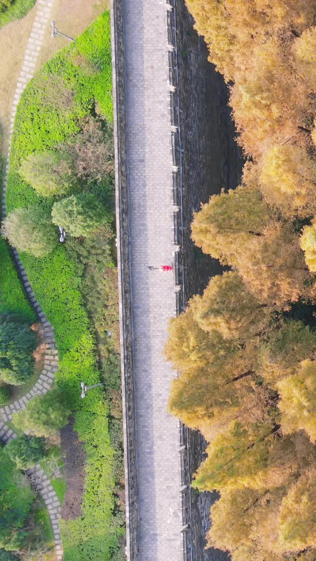 航拍植物秋天枯黄树叶竖屏视频的预览图