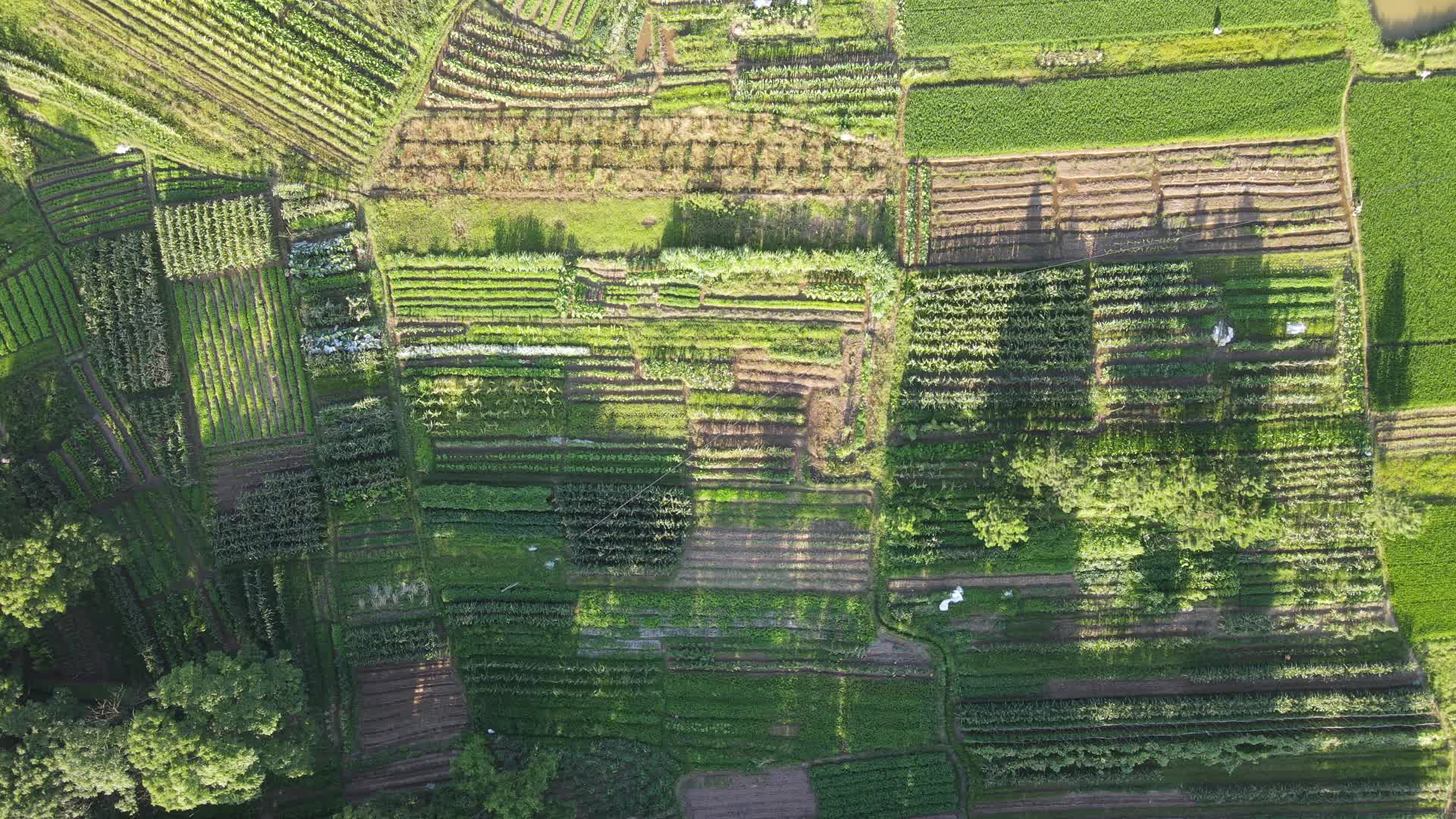 农业种植绿色农作物航拍视频的预览图