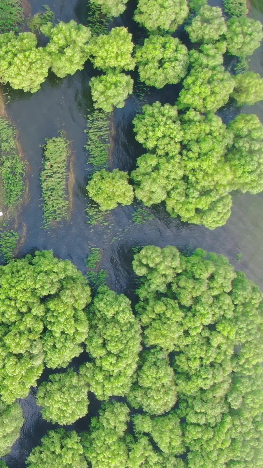 航拍水上森林植物洞庭湖视频的预览图