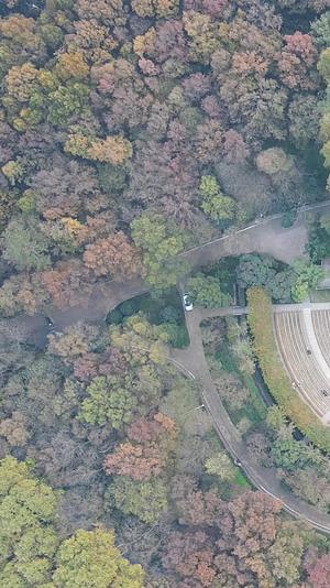 南京中山陵5A景区秋天枫叶竖屏航拍视频的预览图