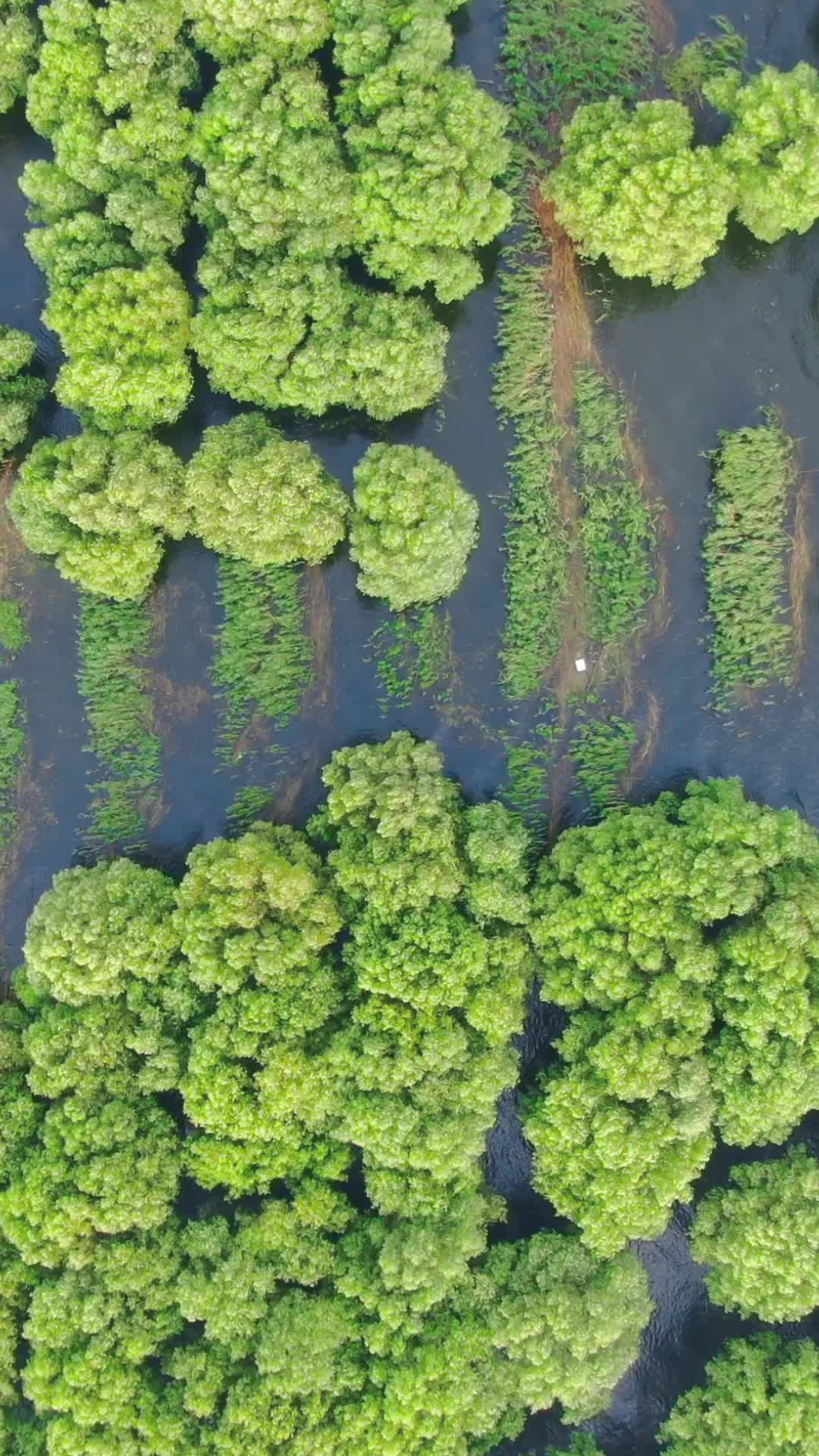 俯拍水上森林植物树叶视频的预览图