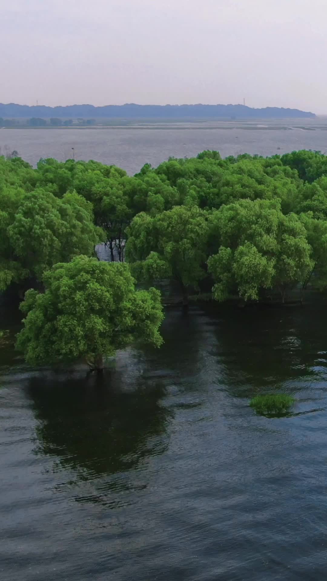 航拍水上植物森林绿色视频的预览图