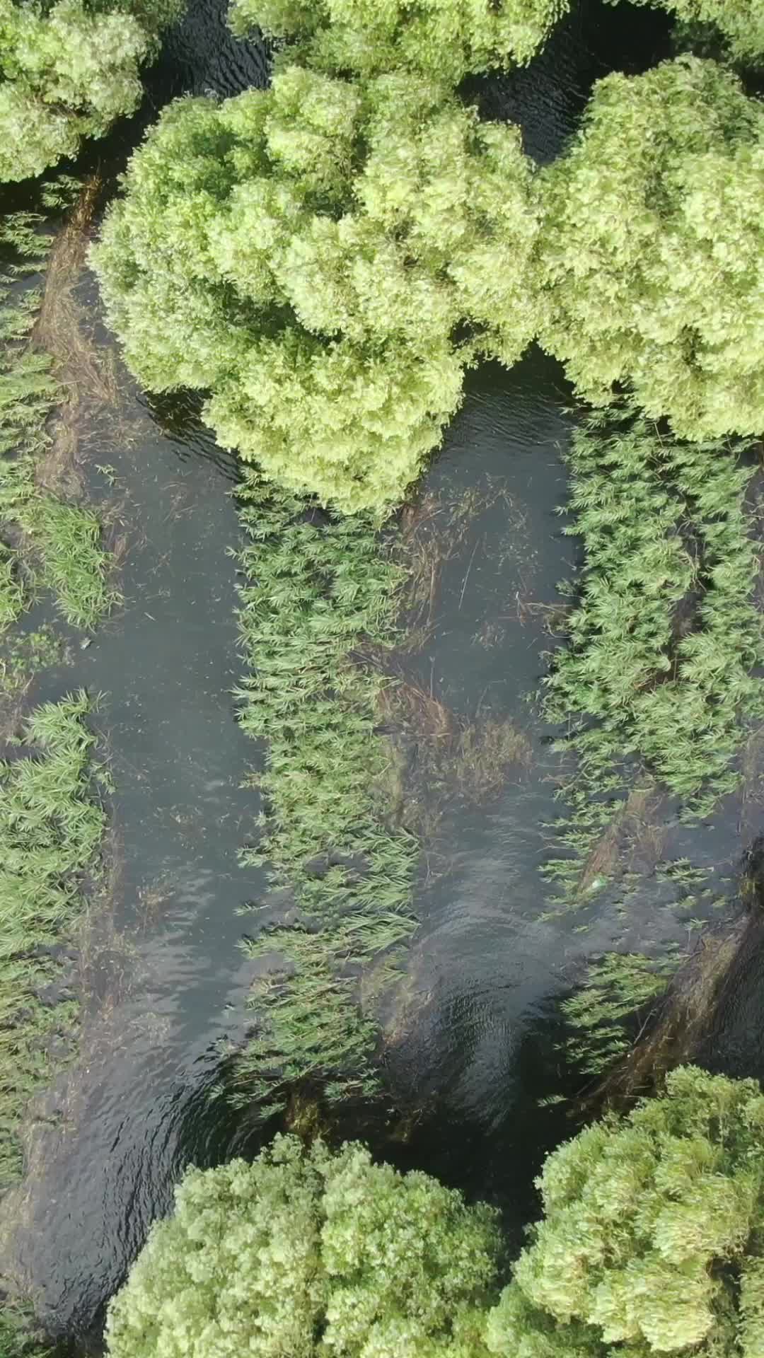 航拍水上植物森林绿色视频的预览图
