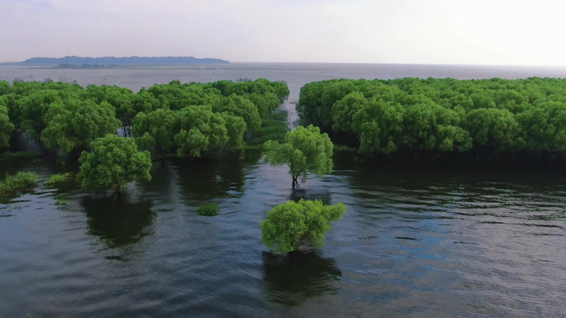 湖南岳阳洞庭湖水上森林植物航拍视频的预览图