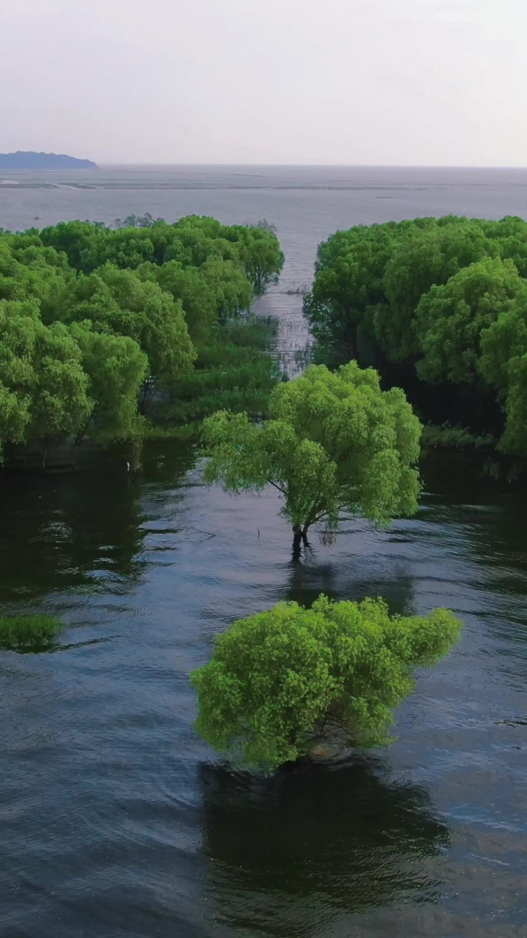 航拍湖南洞庭湖水上森林植物视频的预览图