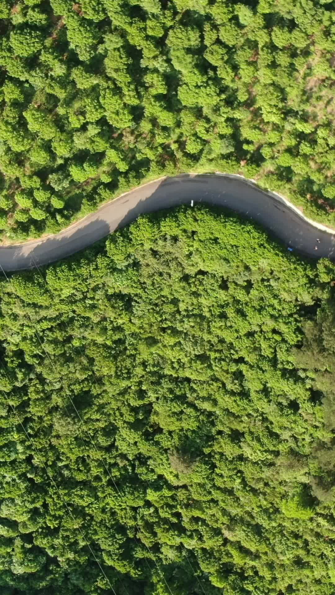 俯拍绿色森林植物竖屏视频的预览图