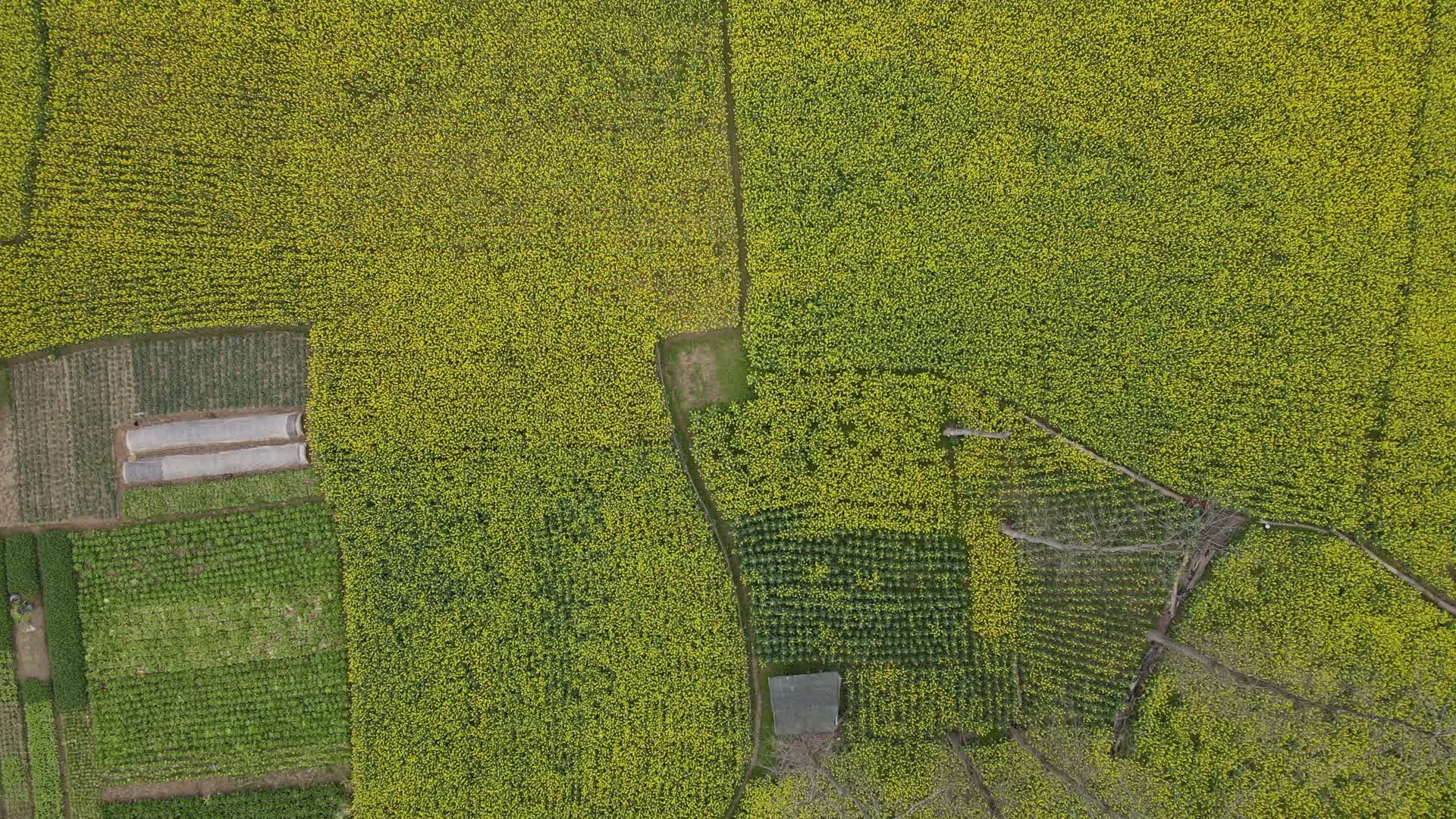 航拍农业种植油菜田视频的预览图