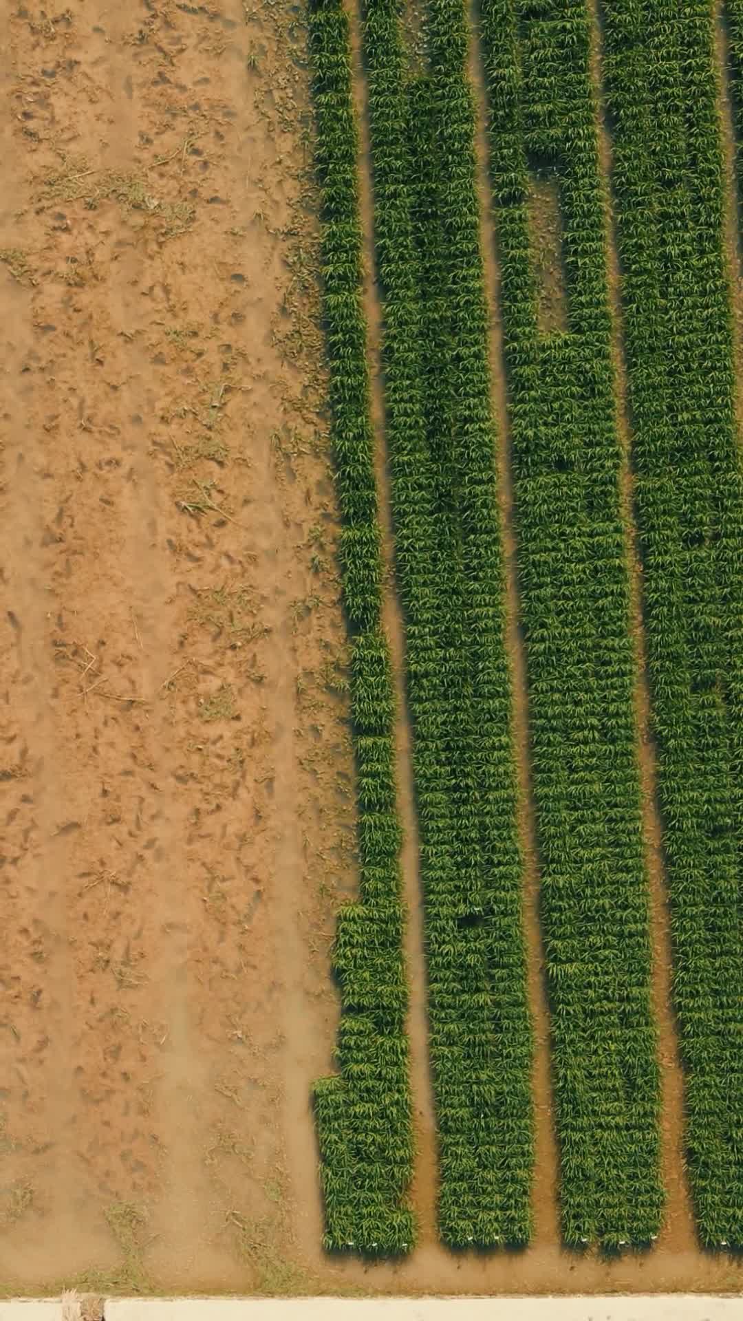 春耕农田农业种植竖屏航拍视频的预览图
